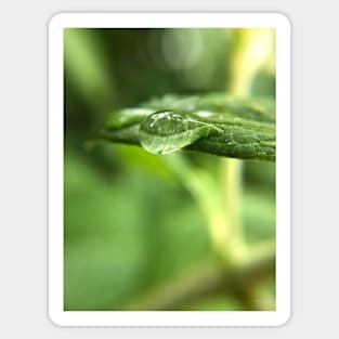 Droplet on leaf Sticker